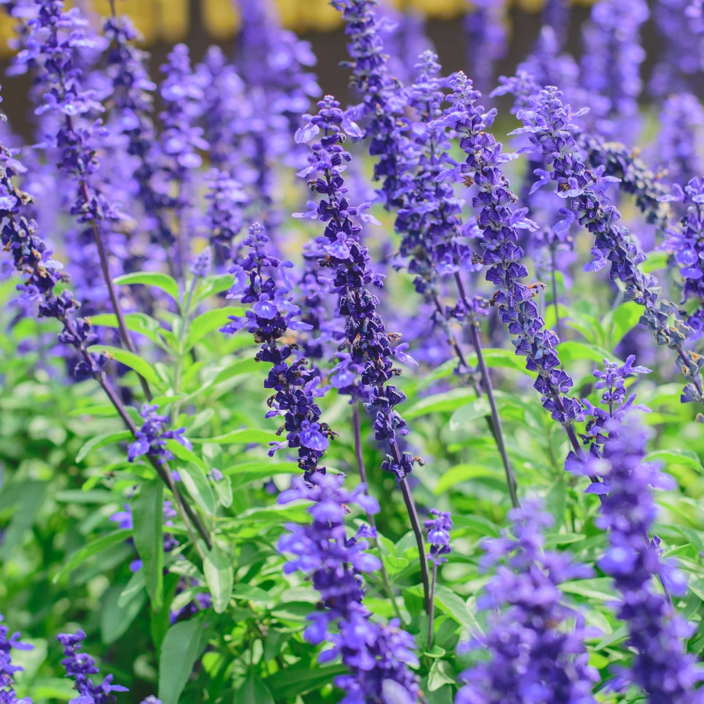 100Pcs Salvia Flower Seeds Pack