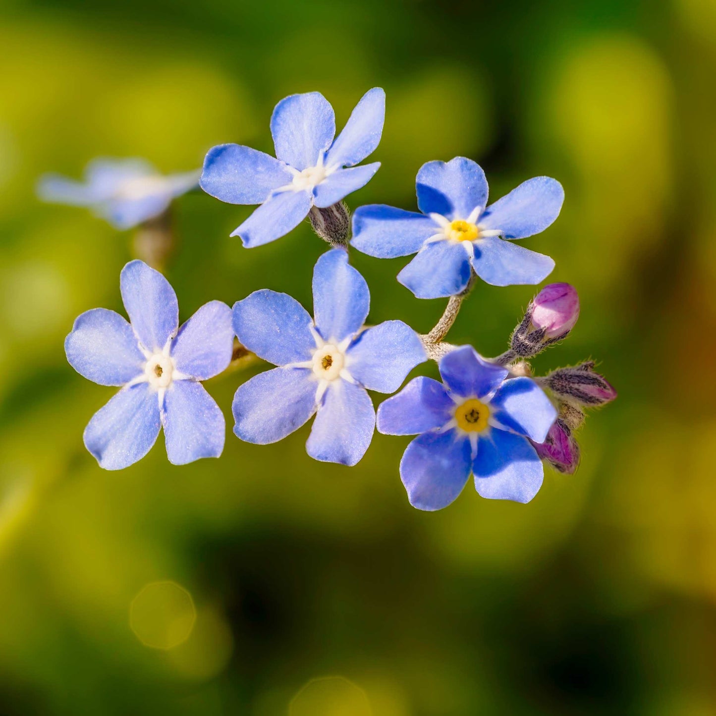 100Pcs Forget Me Not (Myosotis Sylvatica) Blue Flower Seeds