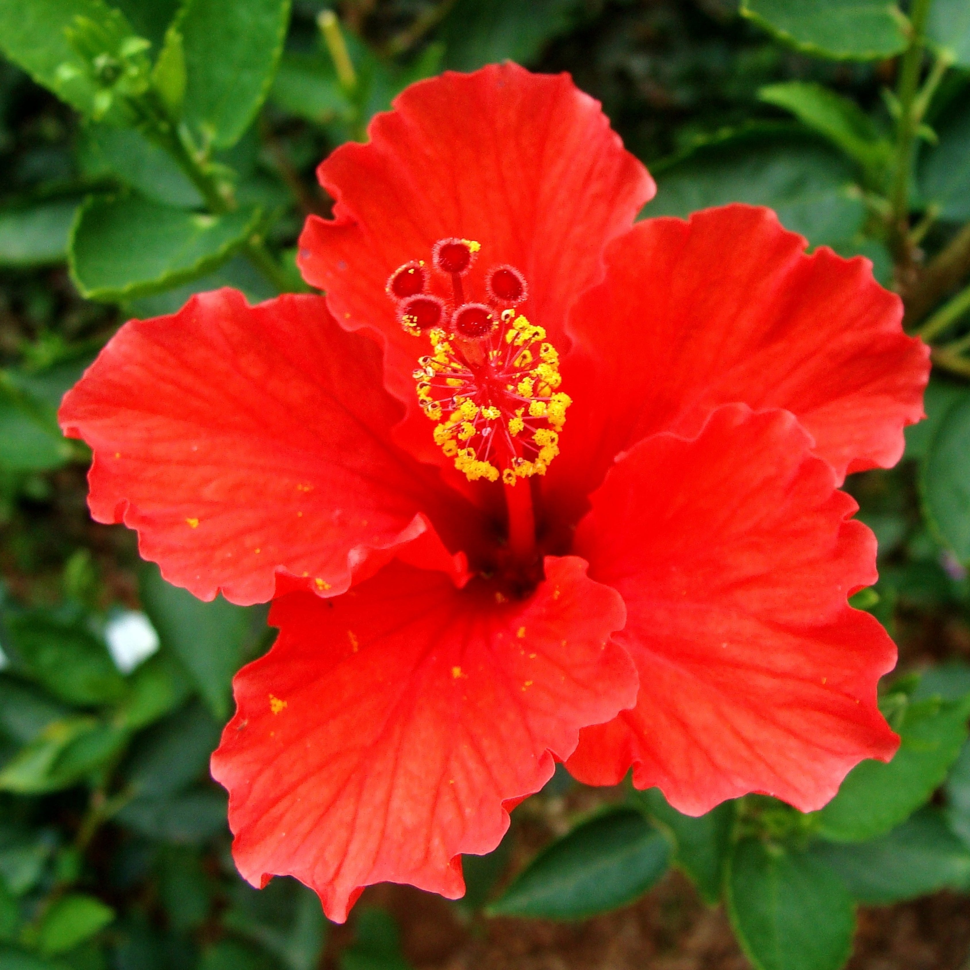 200Pcs Multi Colored Hibiscus Seeds