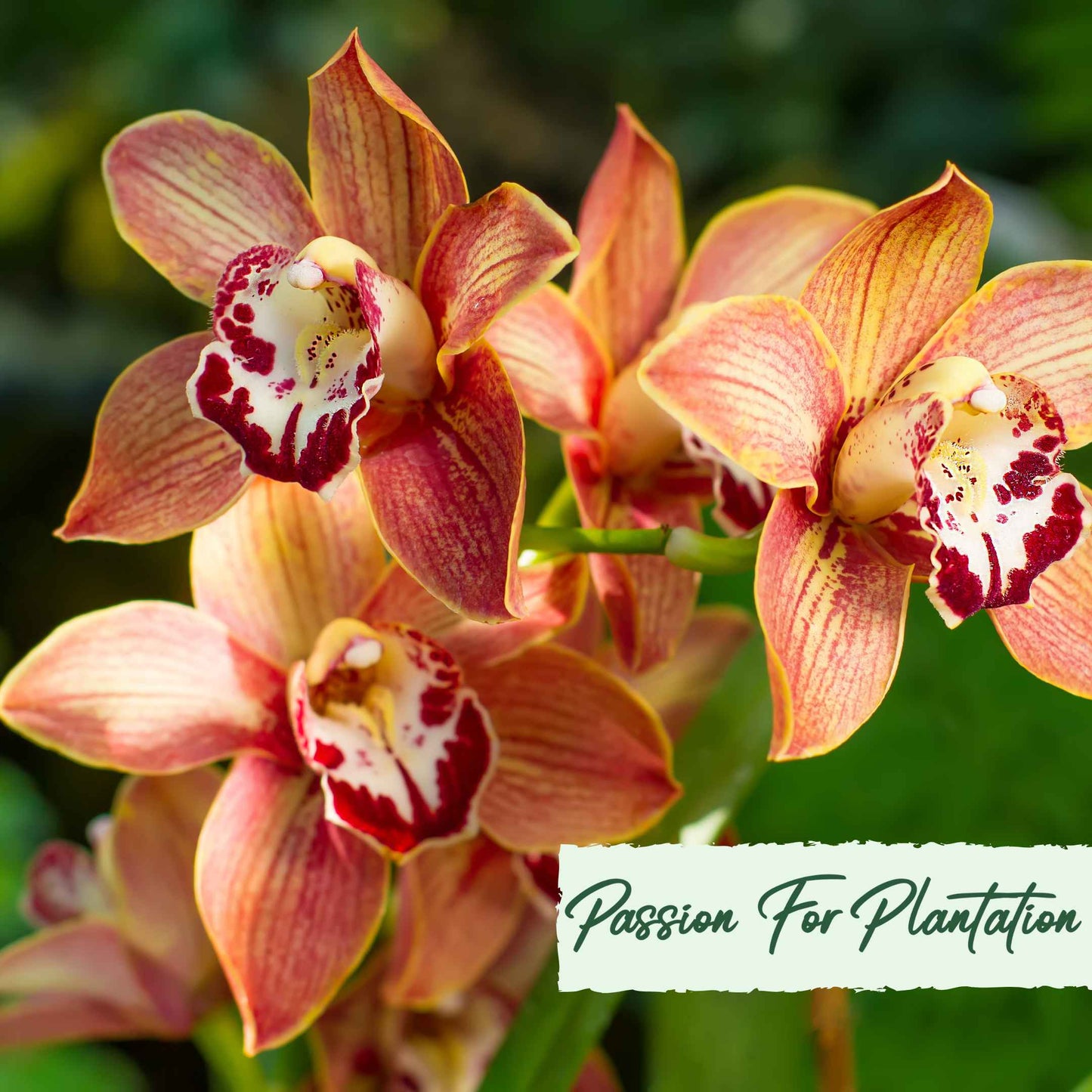 Cymbidium Faberi Orchid Flower, Orchid flores 100 Seeds