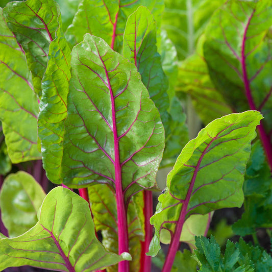 20Pcs Organic Swiss Chard Seeds