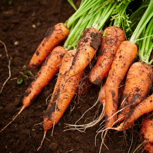 100Pcs Organic Carrot (Daucus carota) Seeds