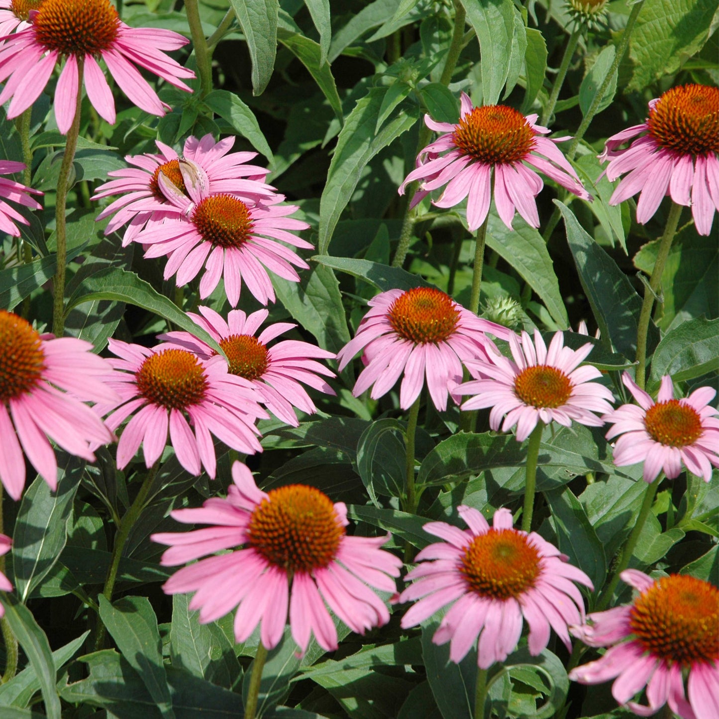 20Pcs Coneflower (Echinacea Purpurea) Flower Seeds