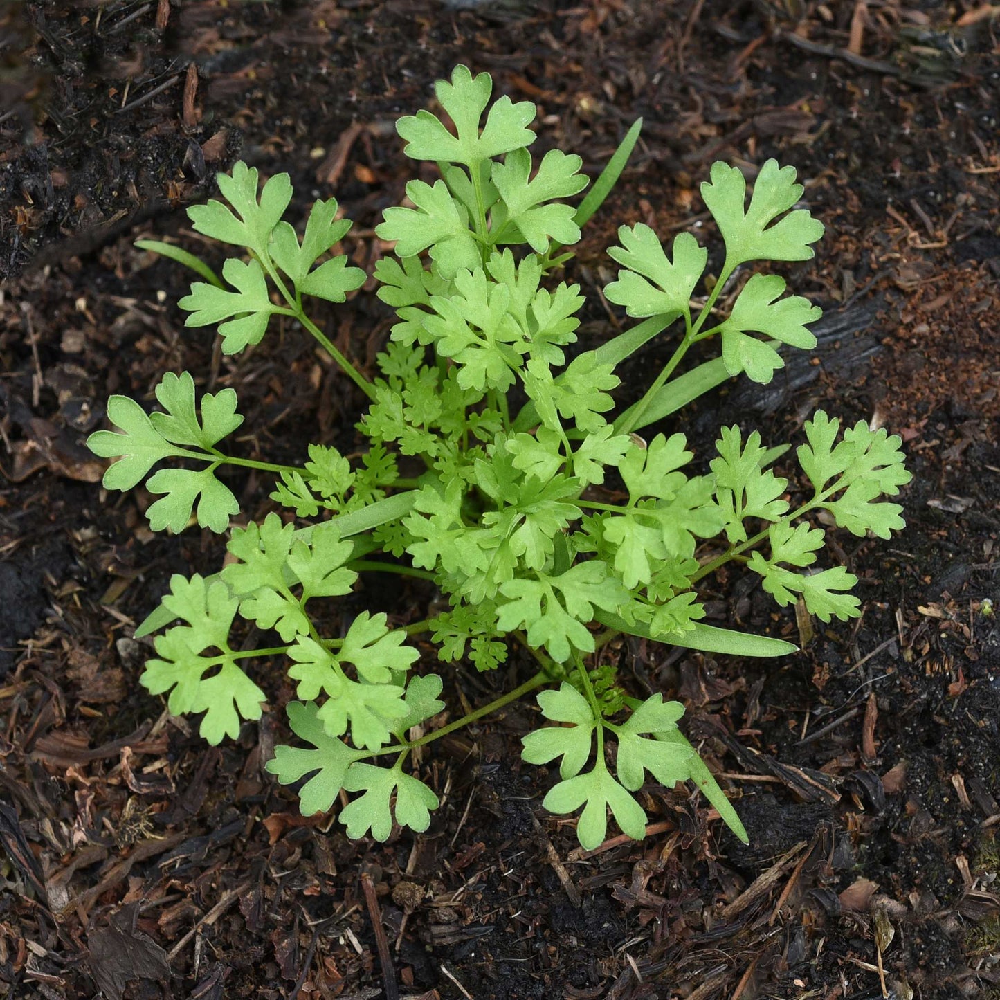 20Pcs Organic Chervil Seeds Pack