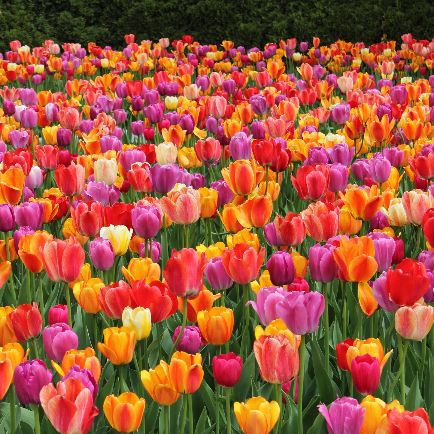 50Pcs Mixed Color Tulip Seeds