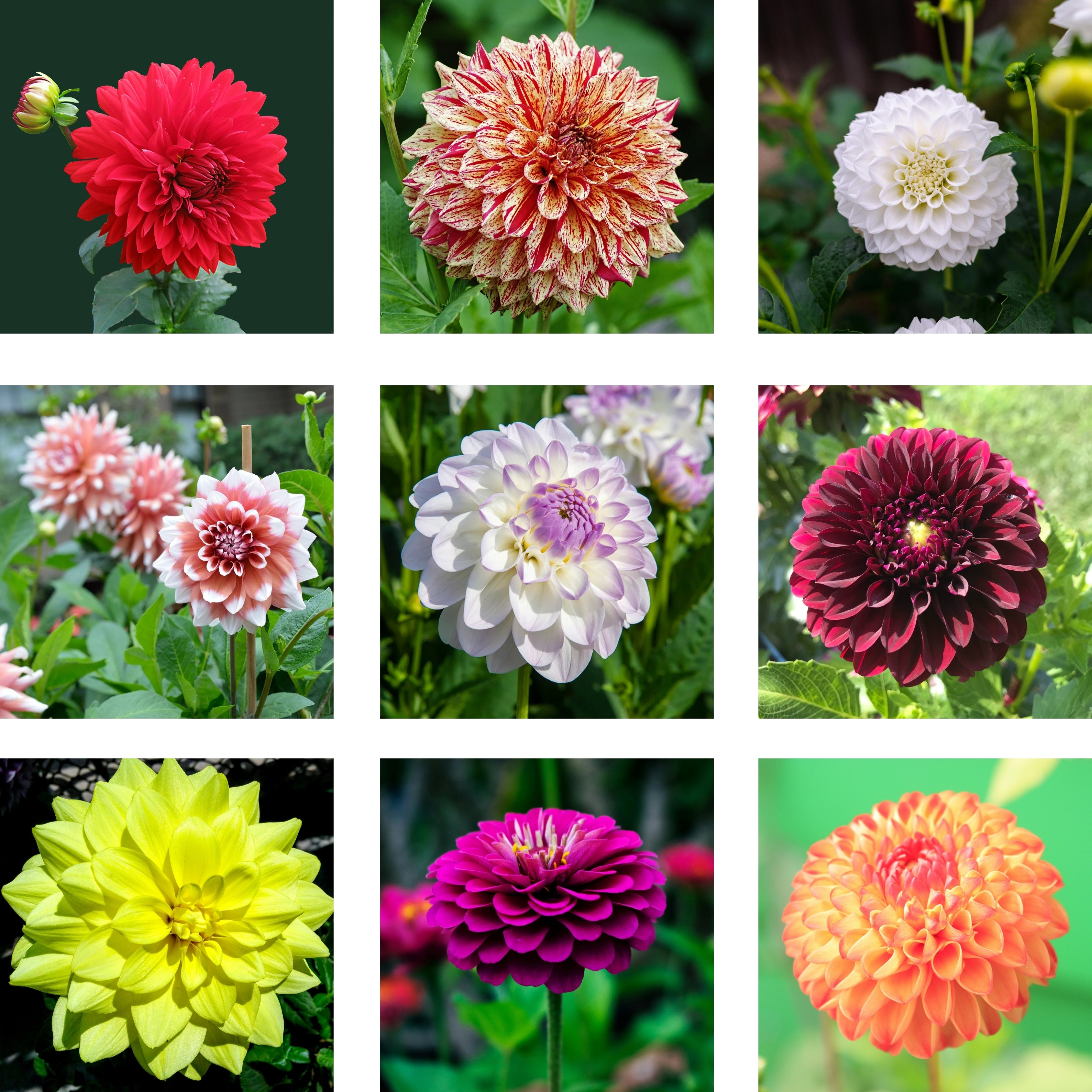 50Pcs Multi Color Dahlia Flower Seeds