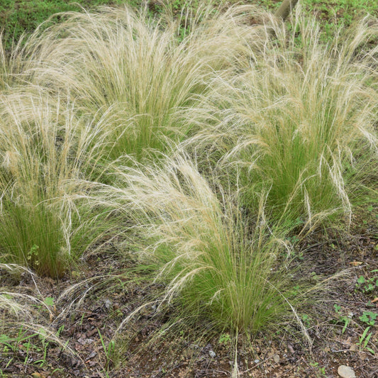 100Pcs Mexican Feather Grass Seeds