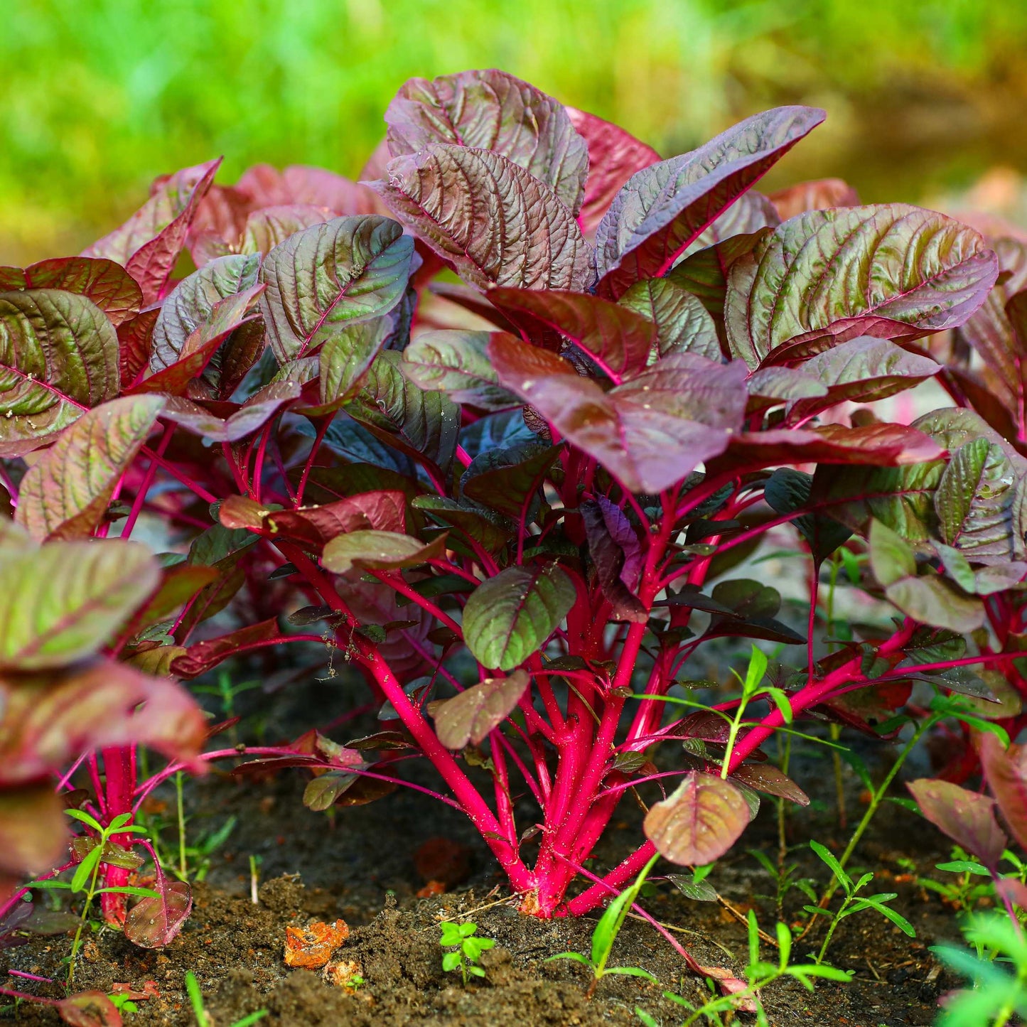 Organic Red Spinach Seeds
