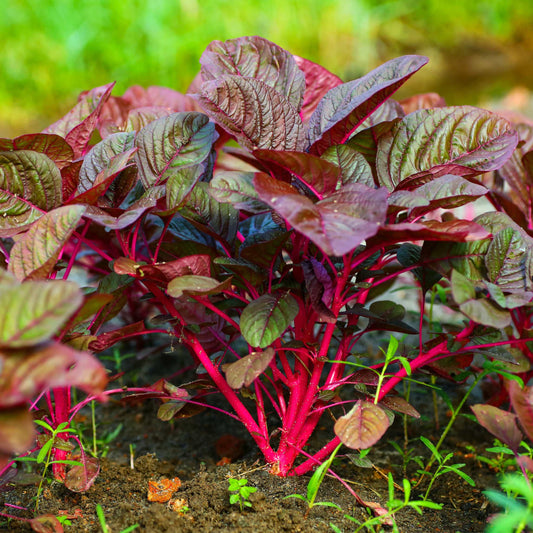 Organic Red Spinach Seeds