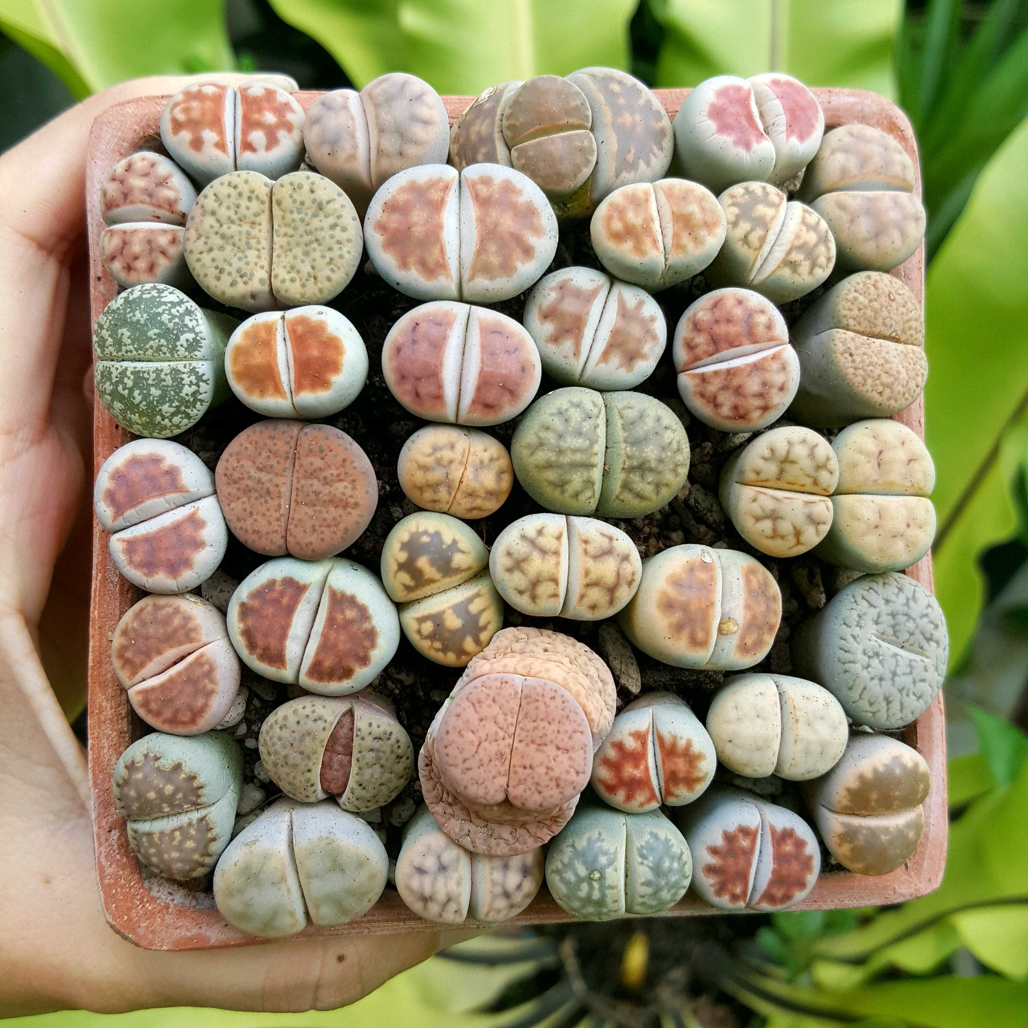 100Pcs Exotic Mini Succulent Lithop Seeds