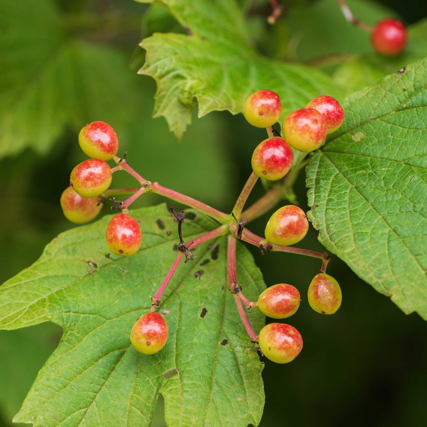 20Pcs Wintergreen Flower Seeds