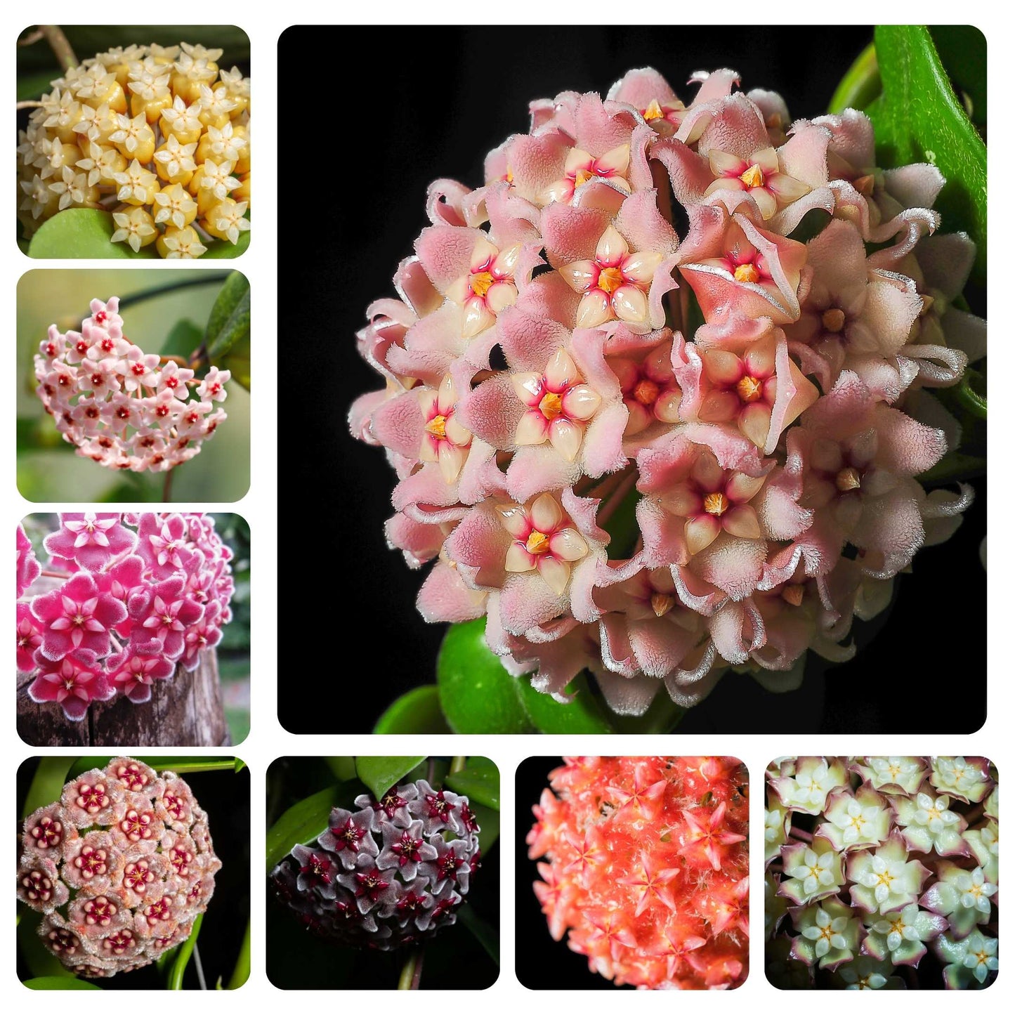 50Pcs Hoya Flower Seeds