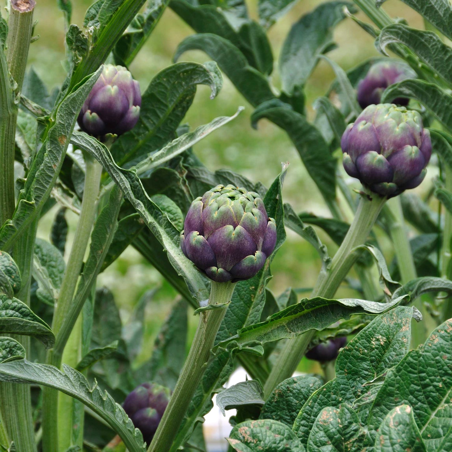 100pcs Organic Artichoke Seeds Pack