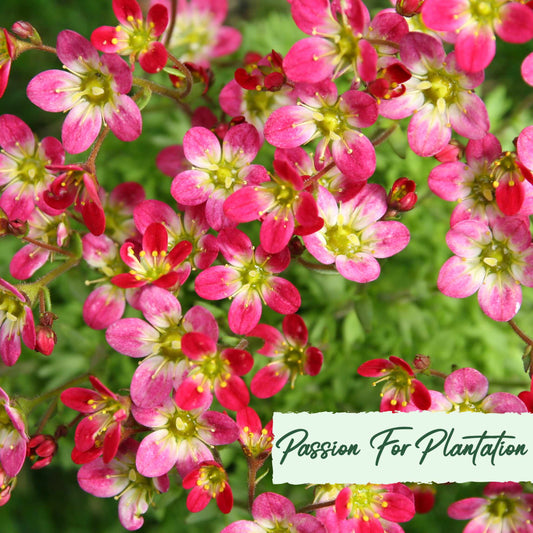 100Pcs Saxifraga Rose Robe Flower Seeds