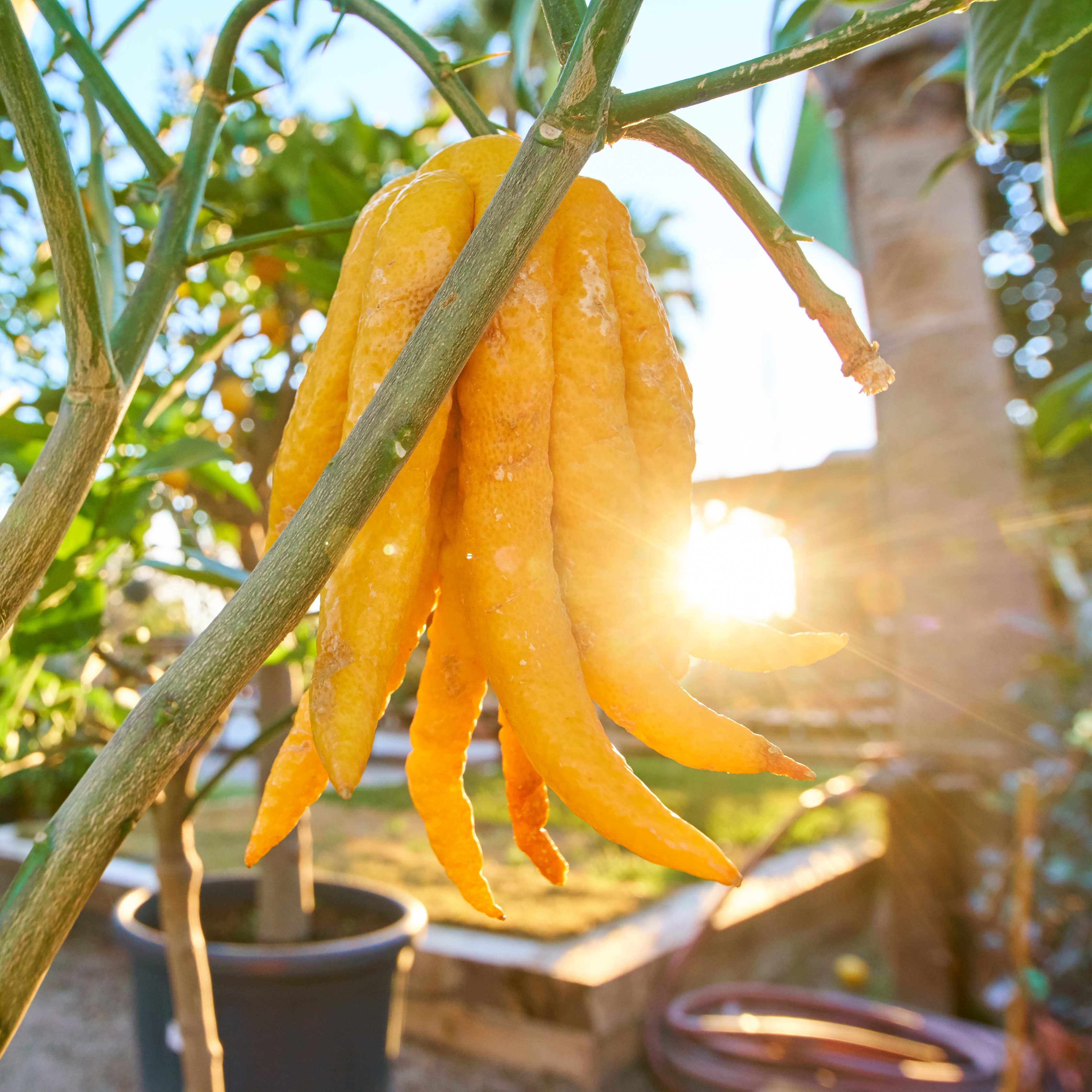 50Pcs Buddha's Hand Plant Seeds