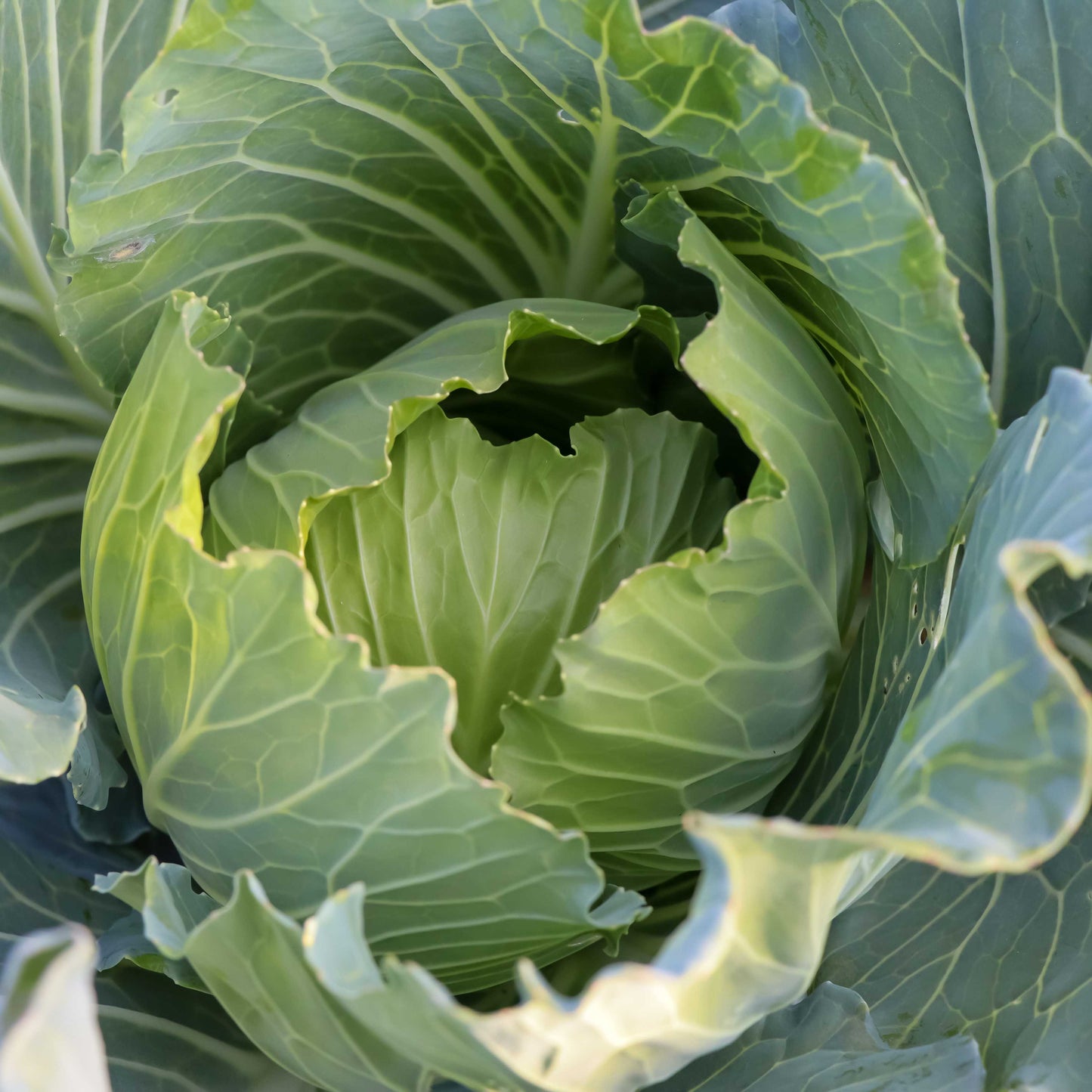 100Pcs Organic Cabbage Seeds