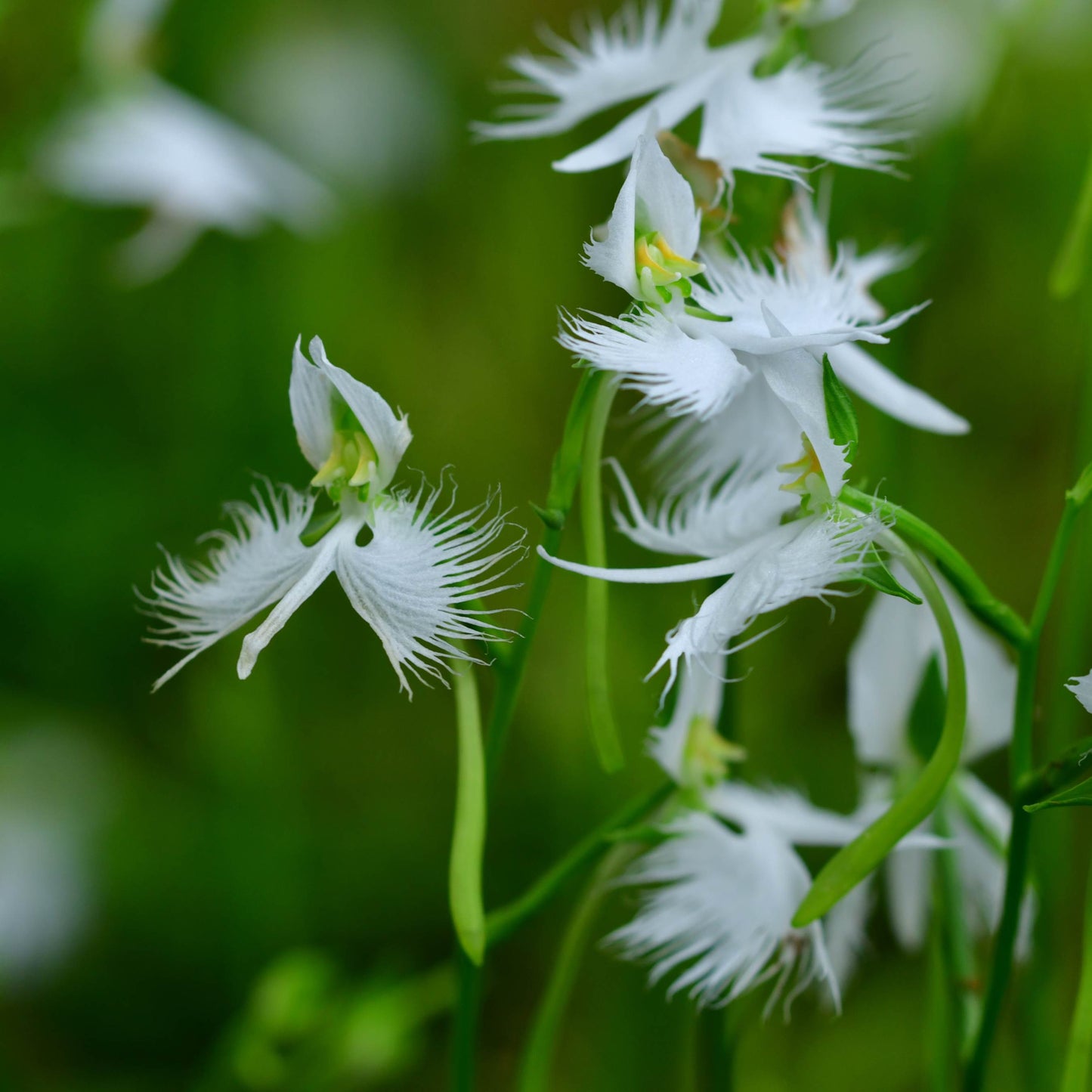 100Pcs Japanese Radiata White Egret Orchid Plant Seeds