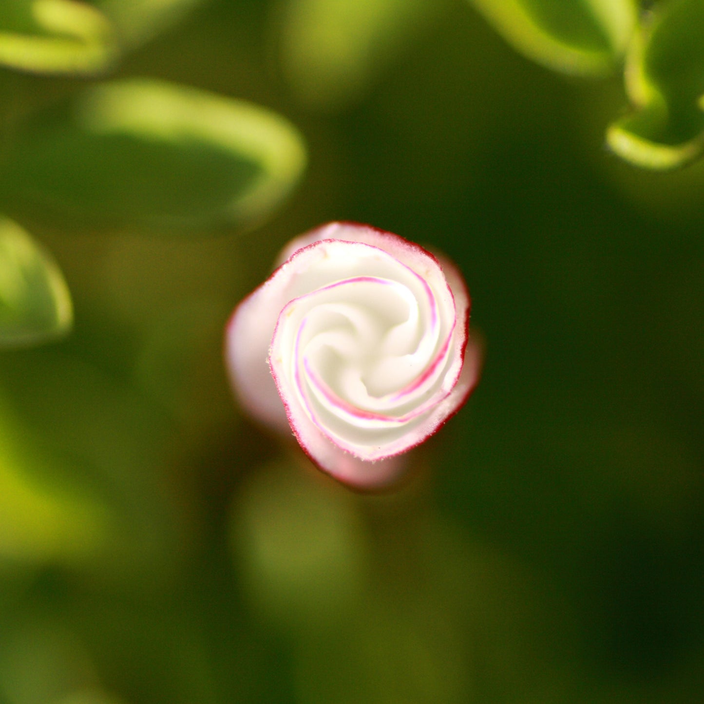 Candy Cane Sorrel Flower Seeds, Oxalis Versicolor