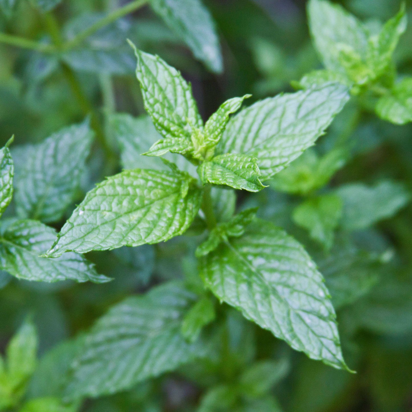 100pcs Spearmint Mint Edible Catnip Plant Seeds