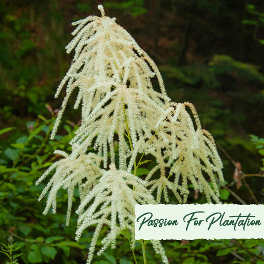 Aruncus Noble Spirits Seeds (Aethusifolius Noble Spirits)