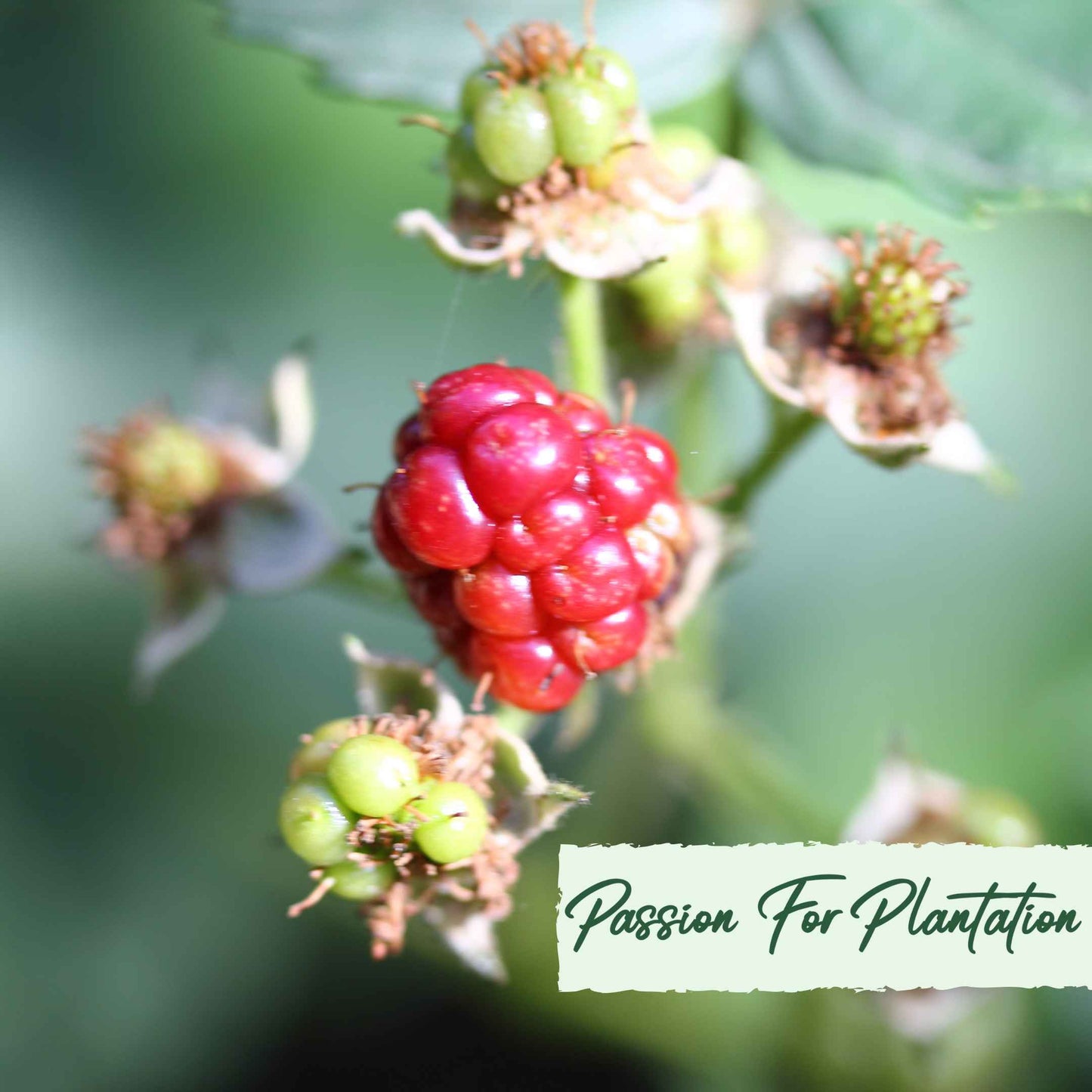 50Pcs Salmonberry (Rubus spectabilis) Berry Seeds