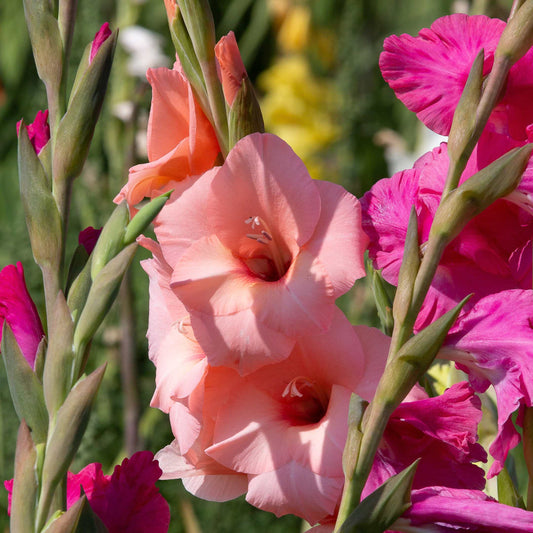 100Pcs Gladiolus Flower Seeds Pack