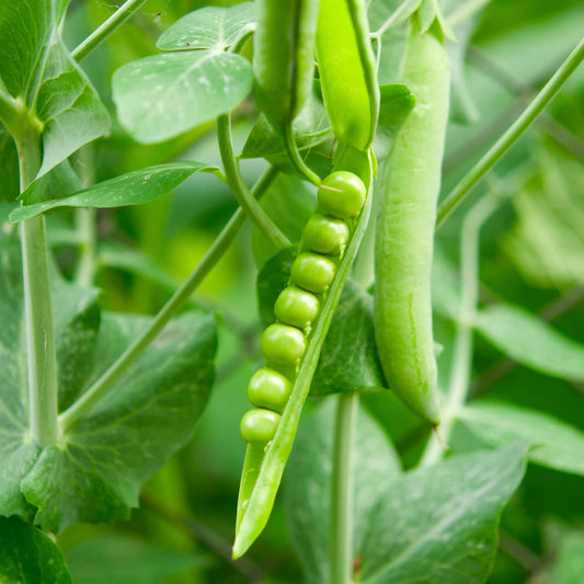 10Pcs Organic Sweet Pea Seeds Pack