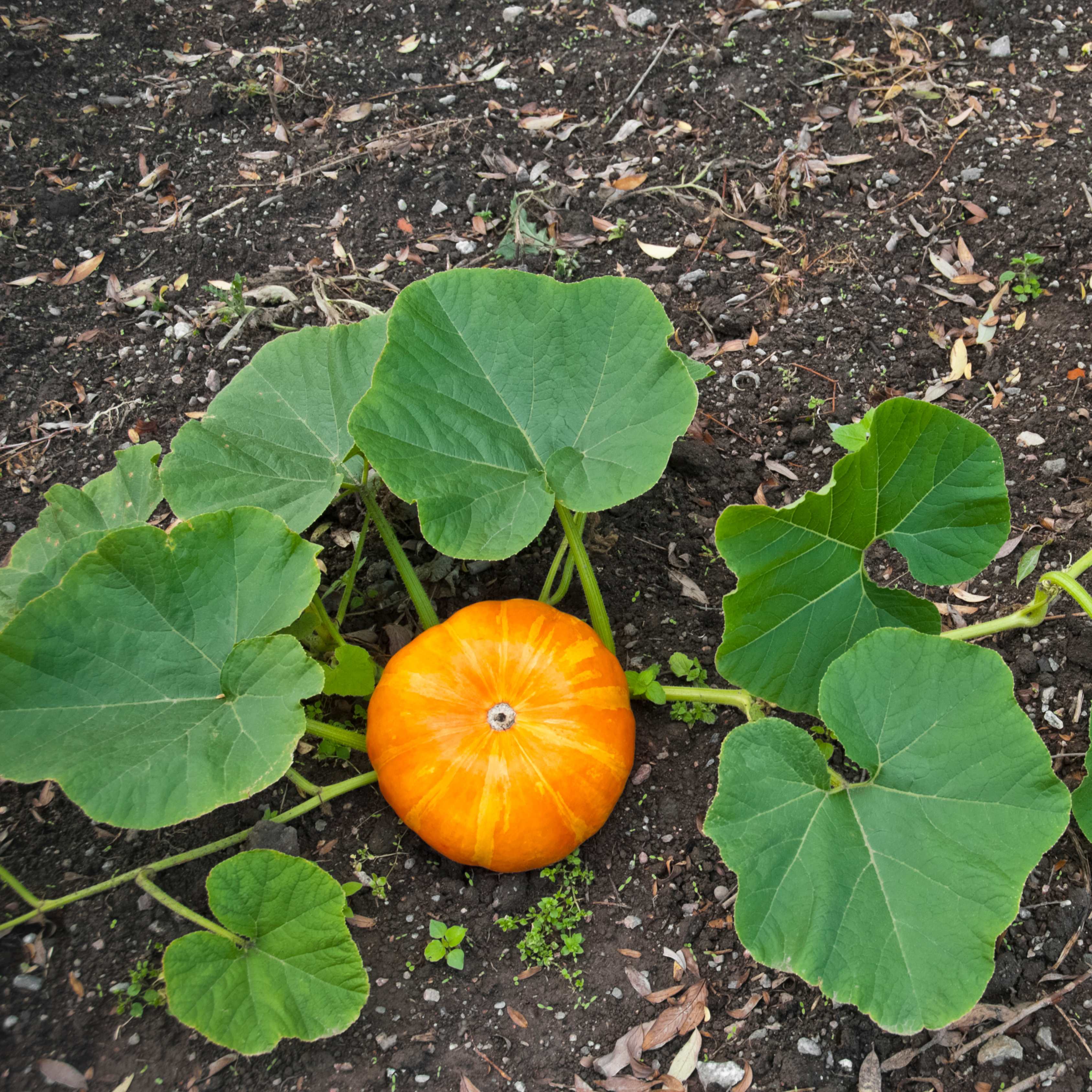 10Pcs Pumpkin Seeds