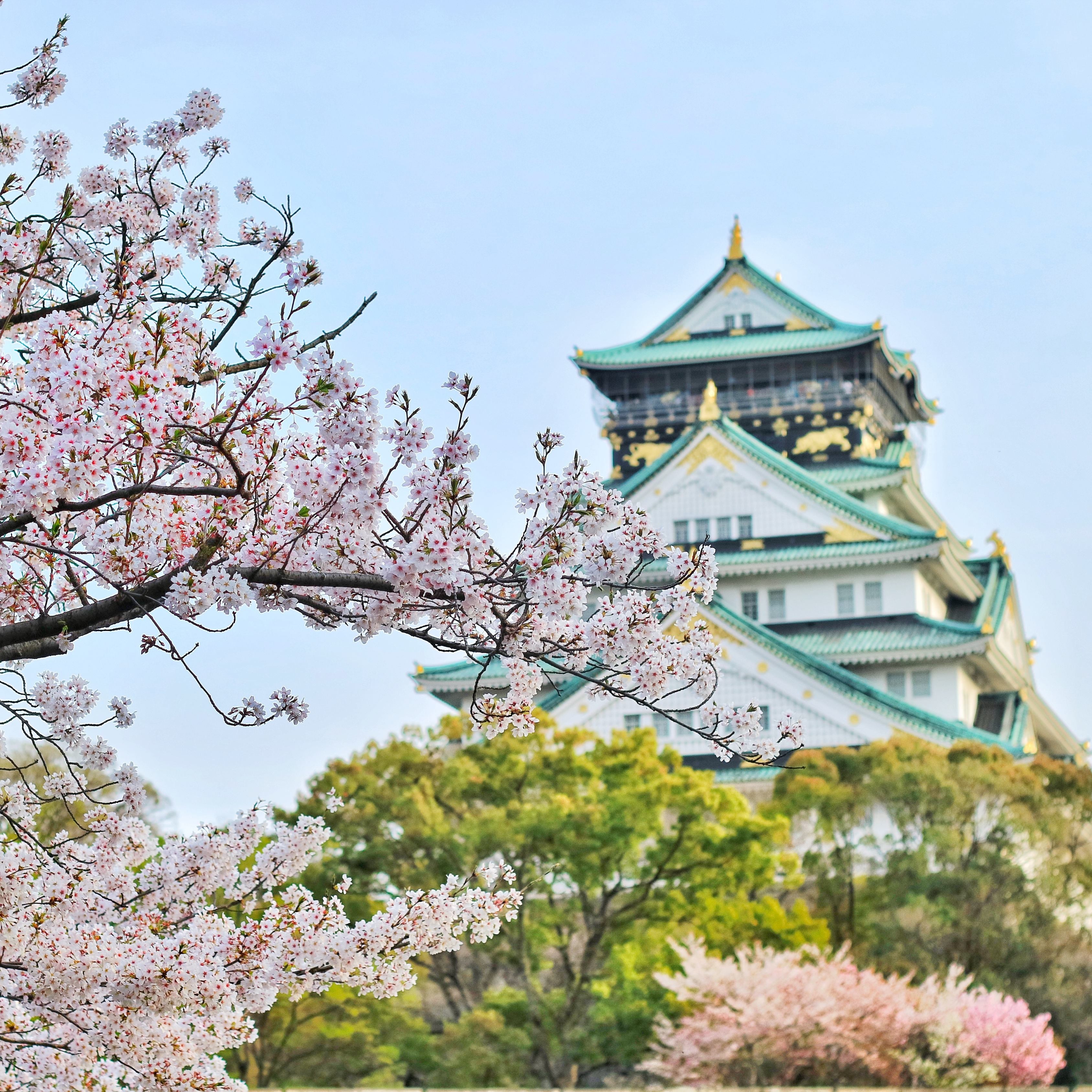 10Pcs Japanese Sakura Cherry Blossom Plant Seeds