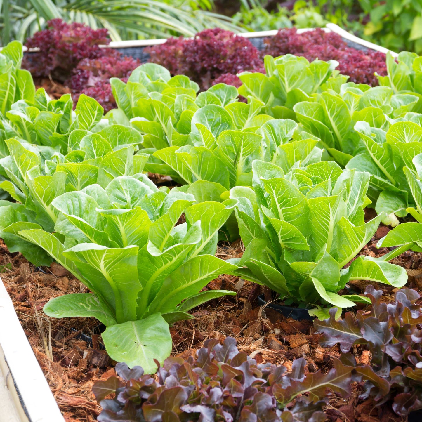 100Pcs Organic Lettuce Seeds