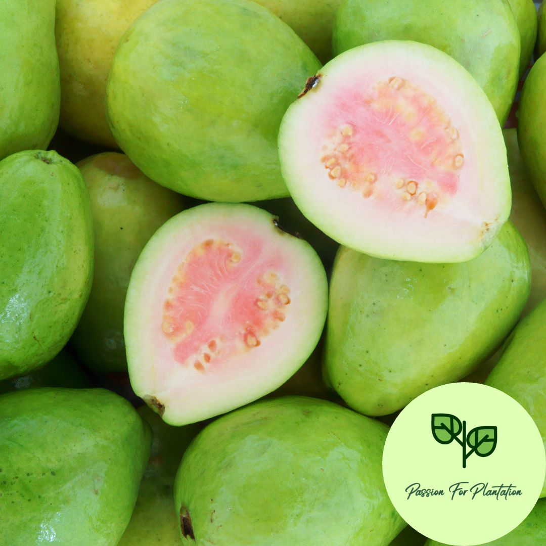 100Pcs Guava Fruit Tree Seeds