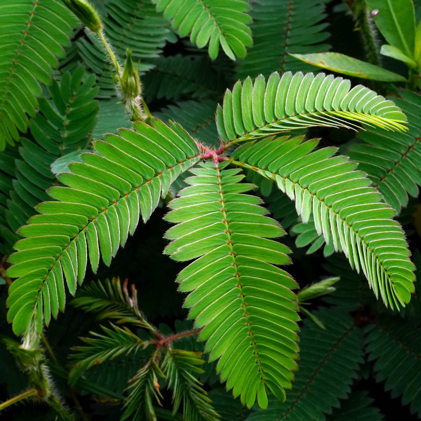 100Pcs Mimosa Pudica Linn Bashful Grass Seeds