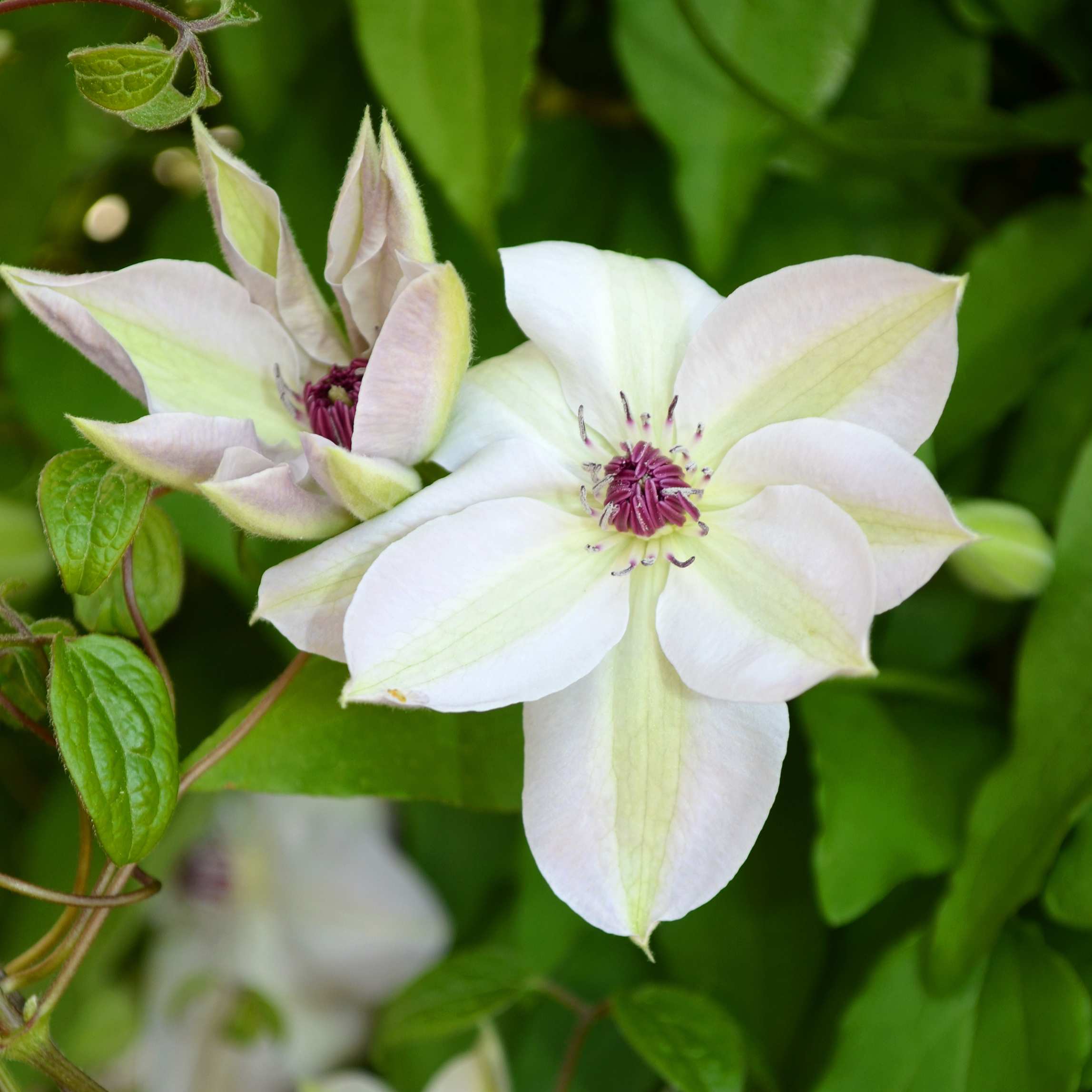 100Pcs Clematis Vine Flower Seeds – Passion For Plantation