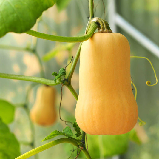 10Pcs Organic Summer Squash Seeds