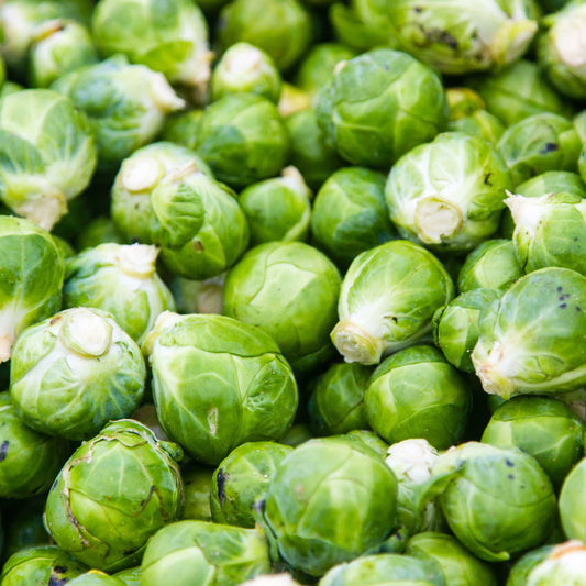 50Pcs Organic Brussels Sprout Seeds