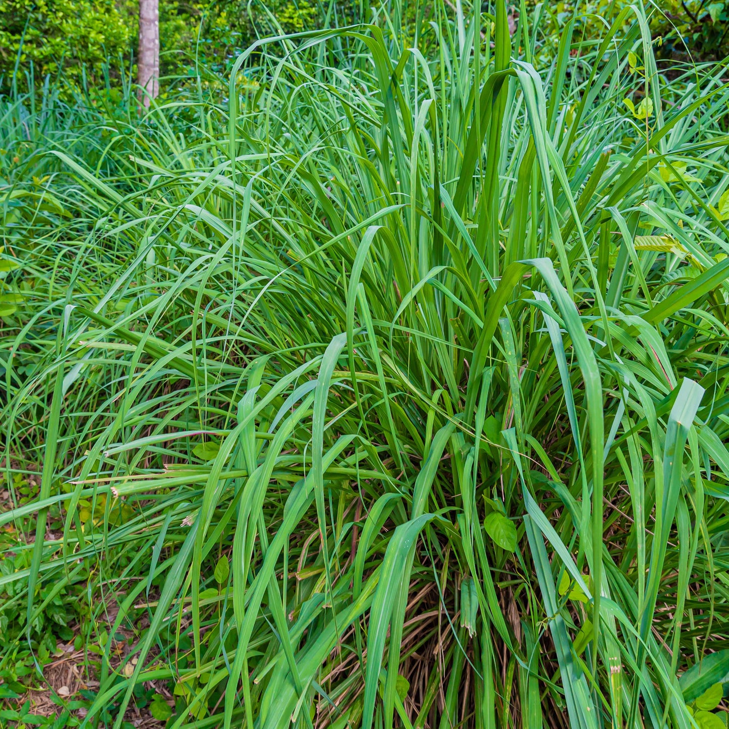 100Pcs Lemon Grass Ornamental Grass Seeds