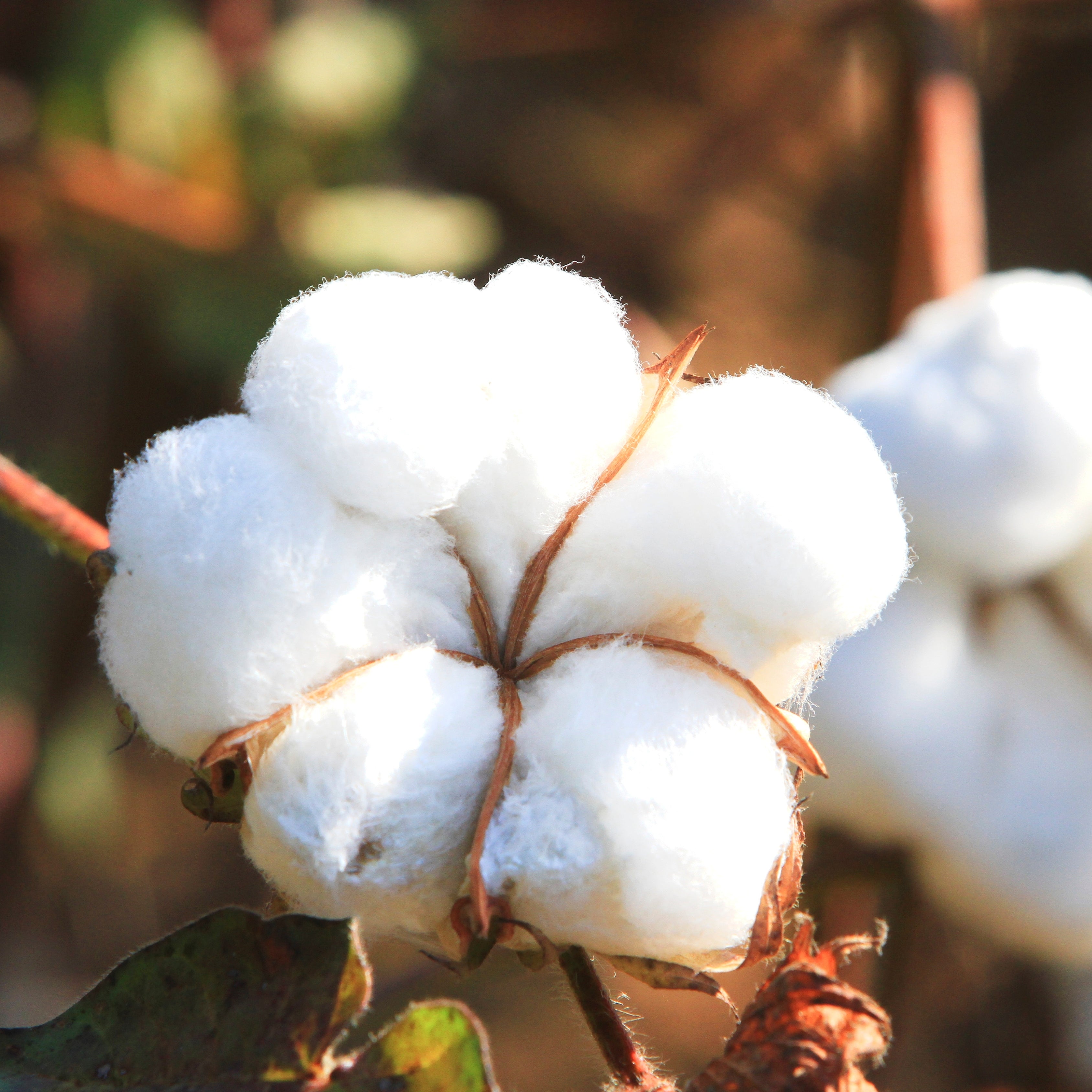 Egyptian Cotton Plant Seeds (Gossypium barbadense)