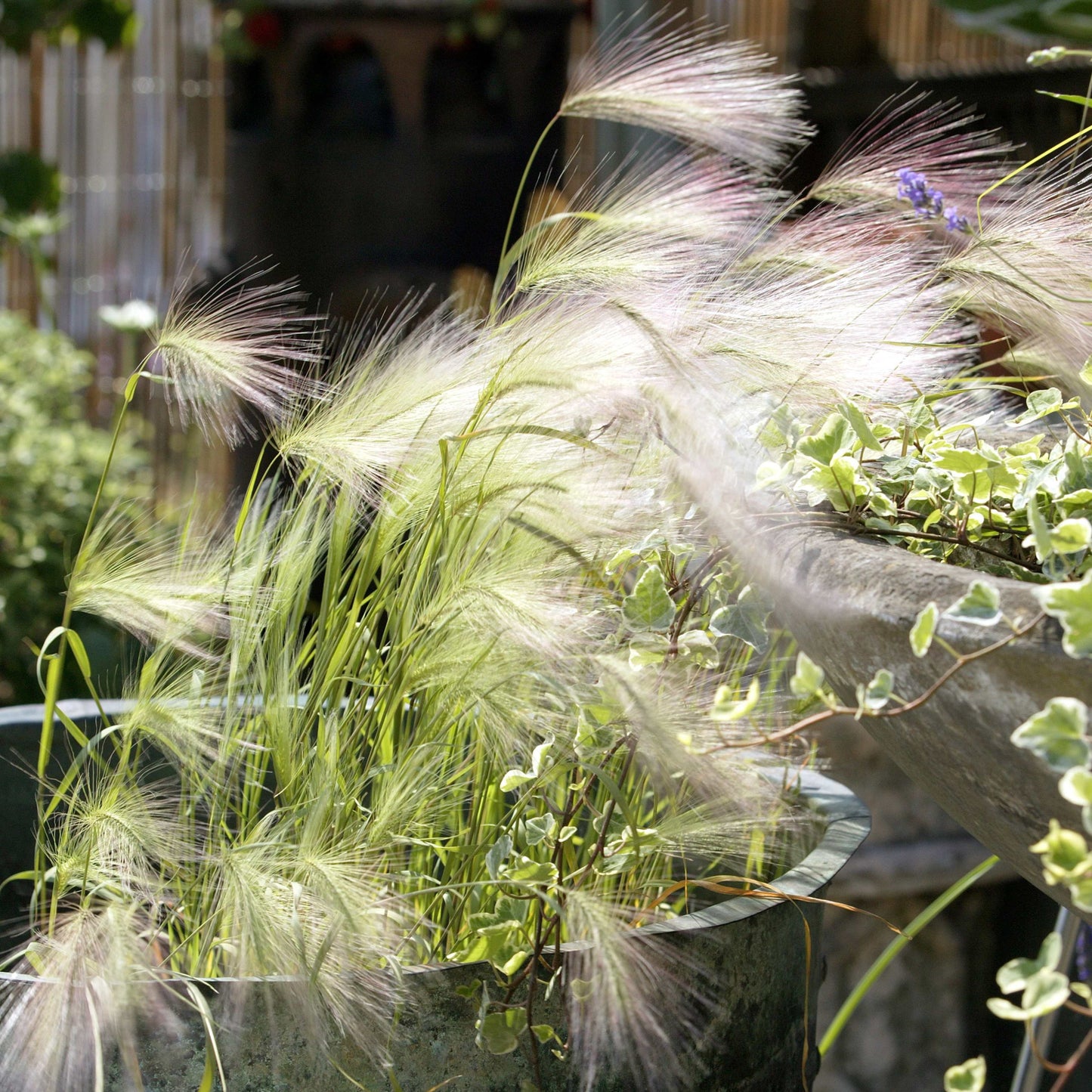 100Pcs Foxtail Barley Ornamental Grass Seeds