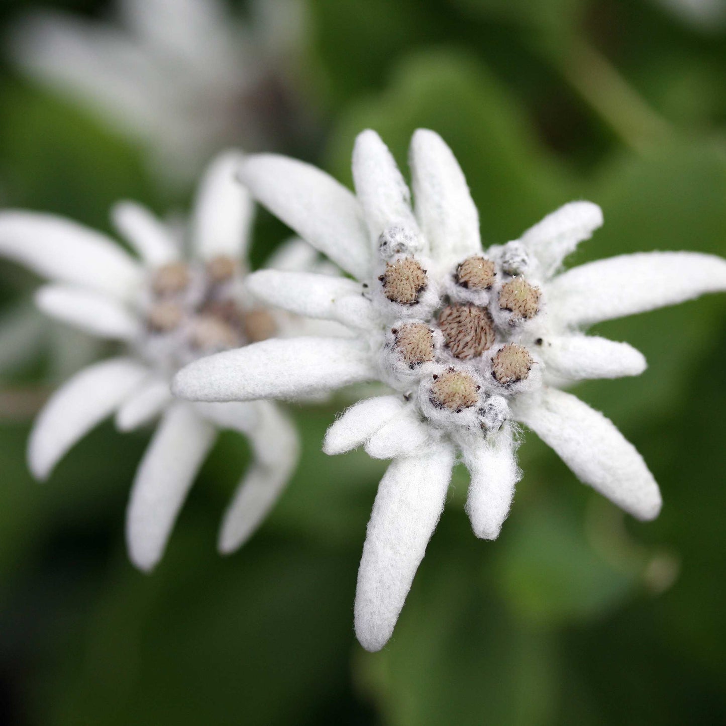 100Pcs Edelweiss Flower Seeds