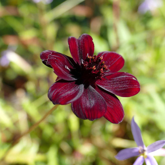 100Pcs Chocolate Cosmos Flower (Atrosanguineus) Seeds