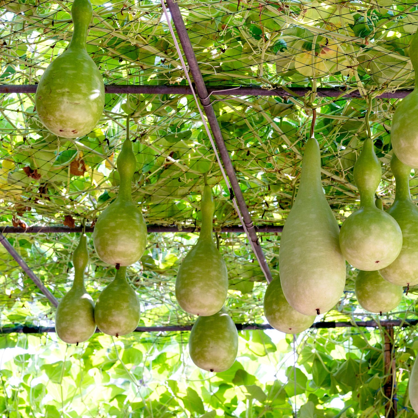 30Pcs Bottle Gourd Calabash Seeds