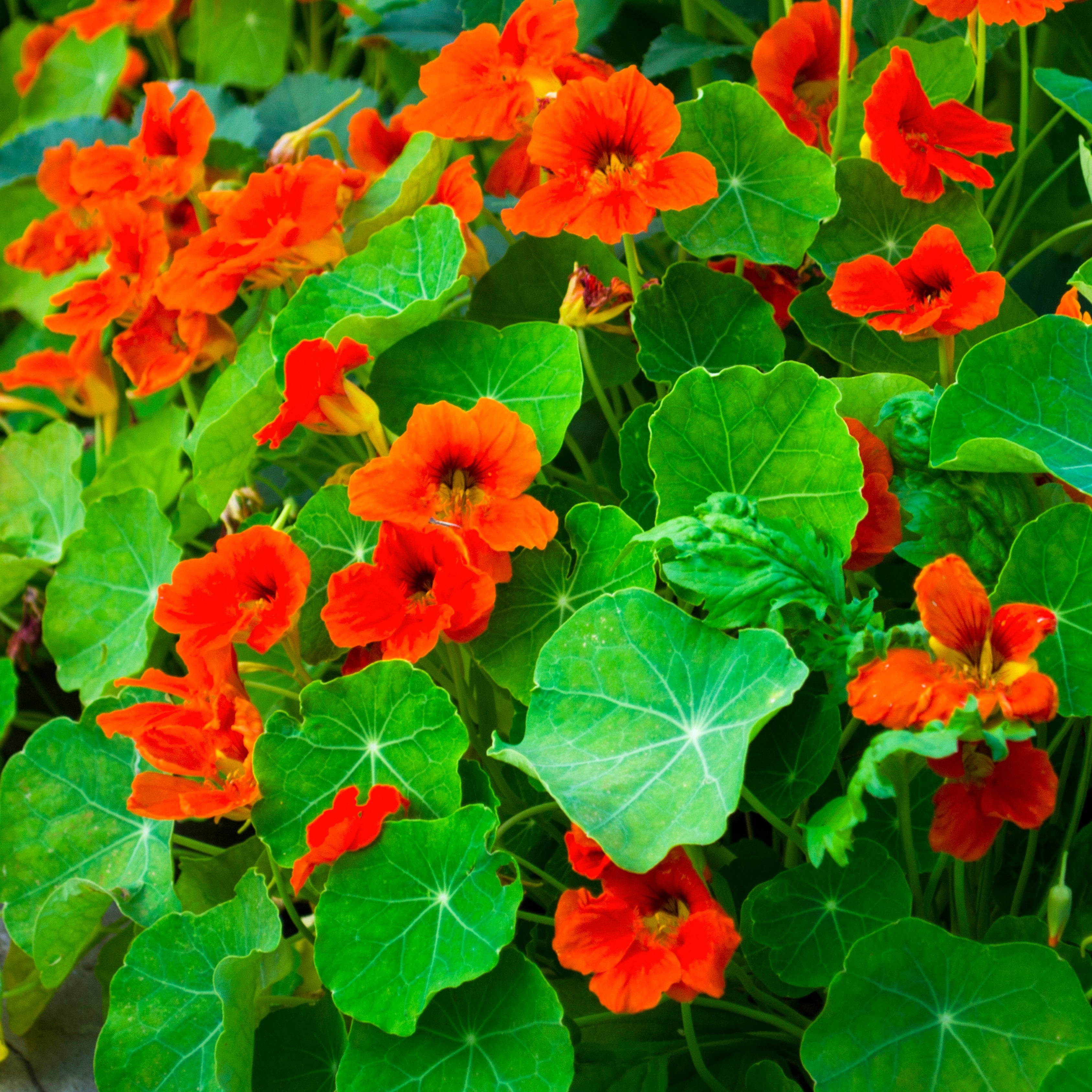 100Pcs Nasturtium Flower Seeds Pack