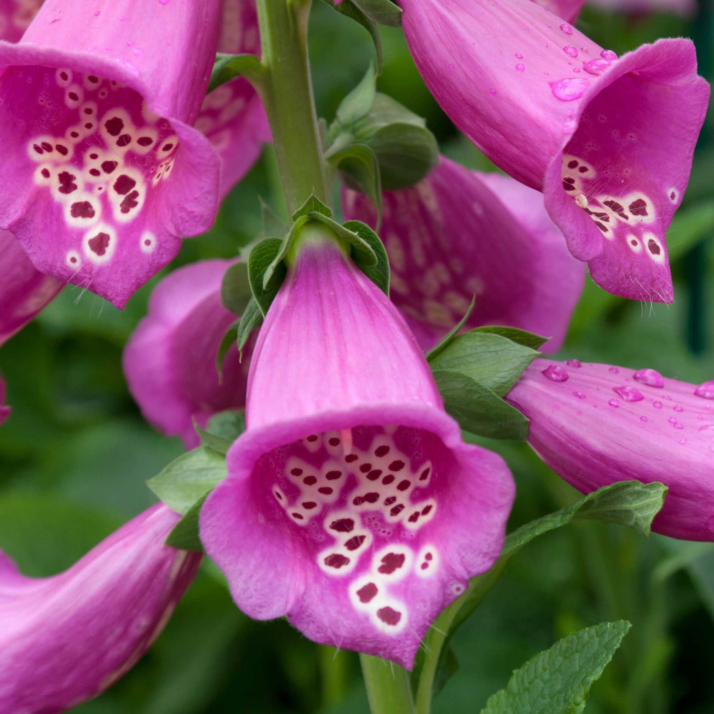 100Pcs Foxgloves Flower Seeds Pack