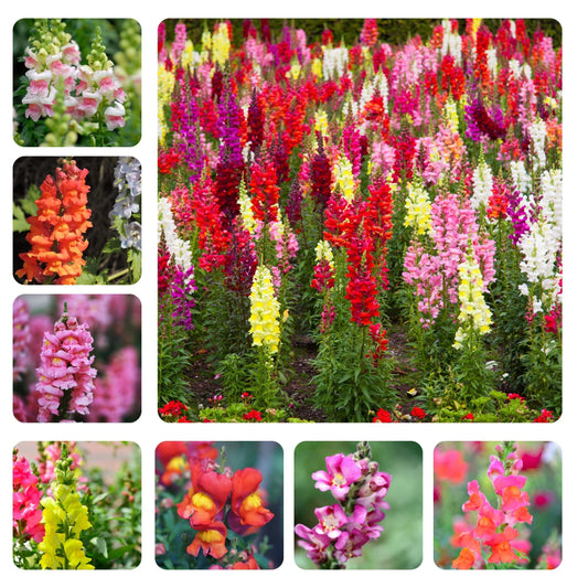 100Pcs Organic Snapdragon Flower Seeds Pack