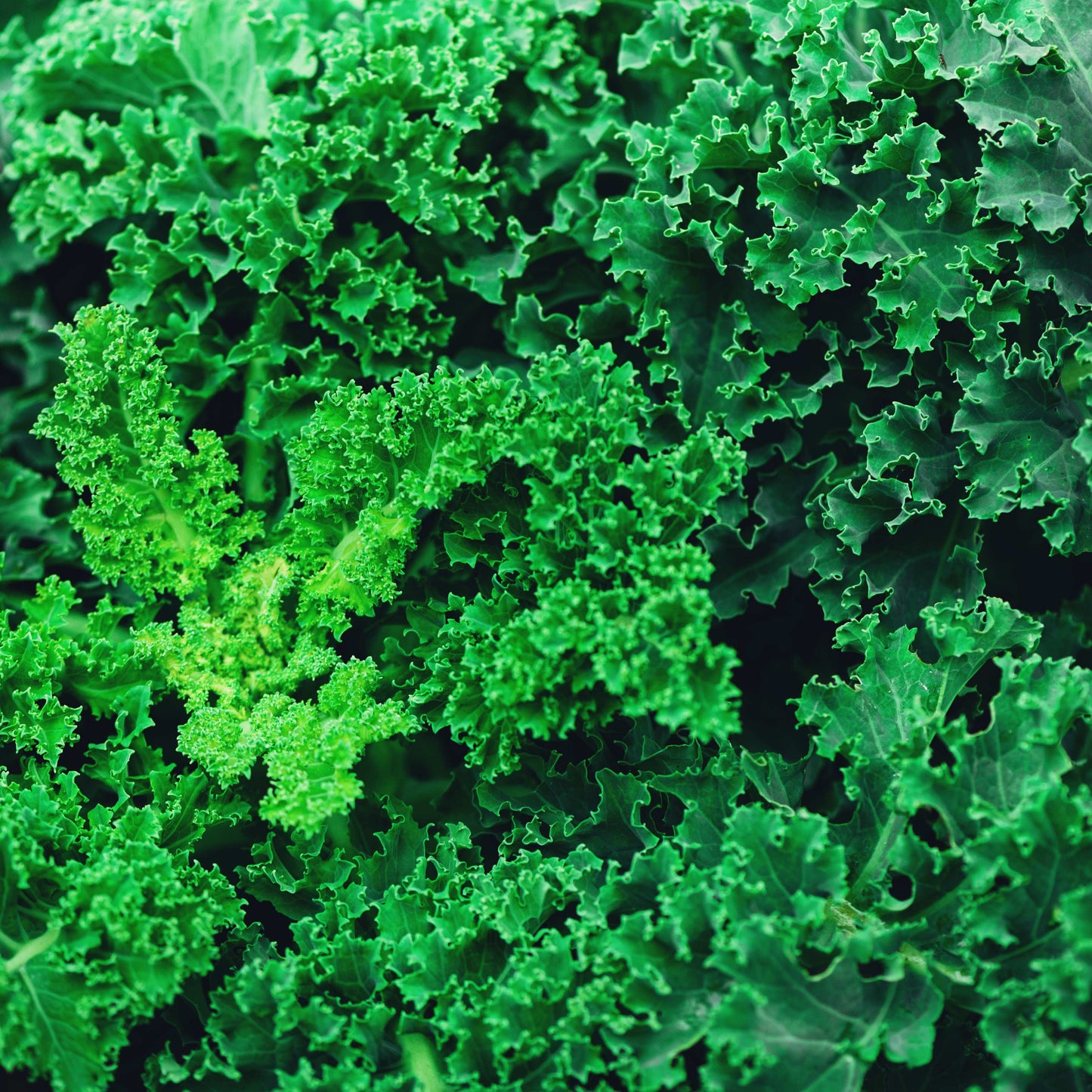 100Pcs Organic Kale Plant Seeds