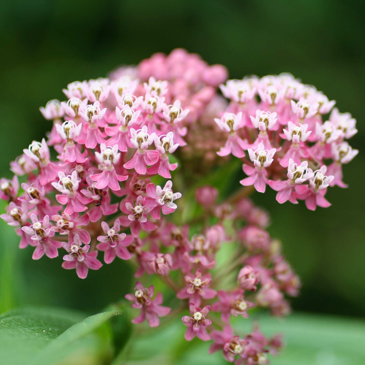 50Pcs Milkweed Flower Seeds