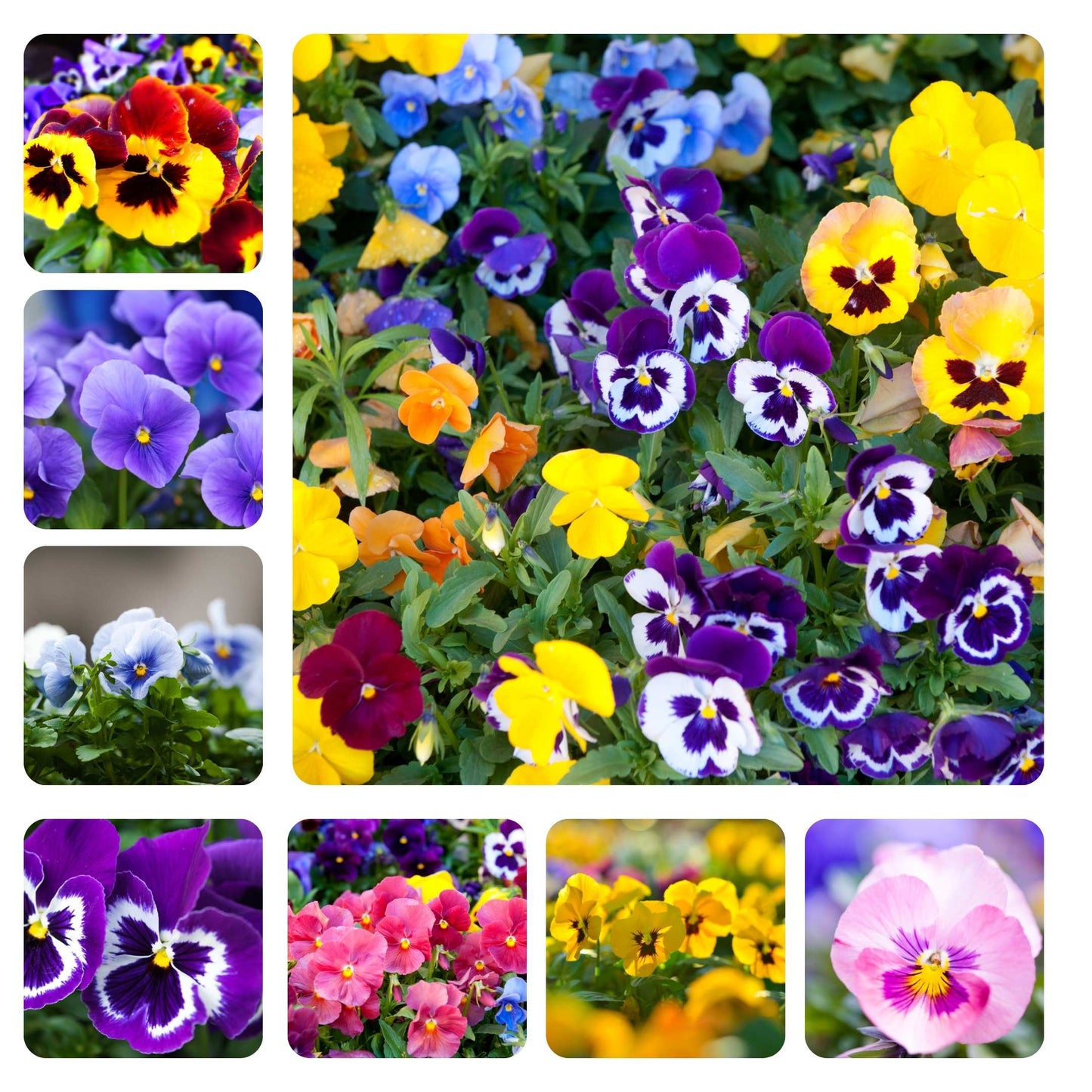 50Pcs Pansies Flower Seeds Pack