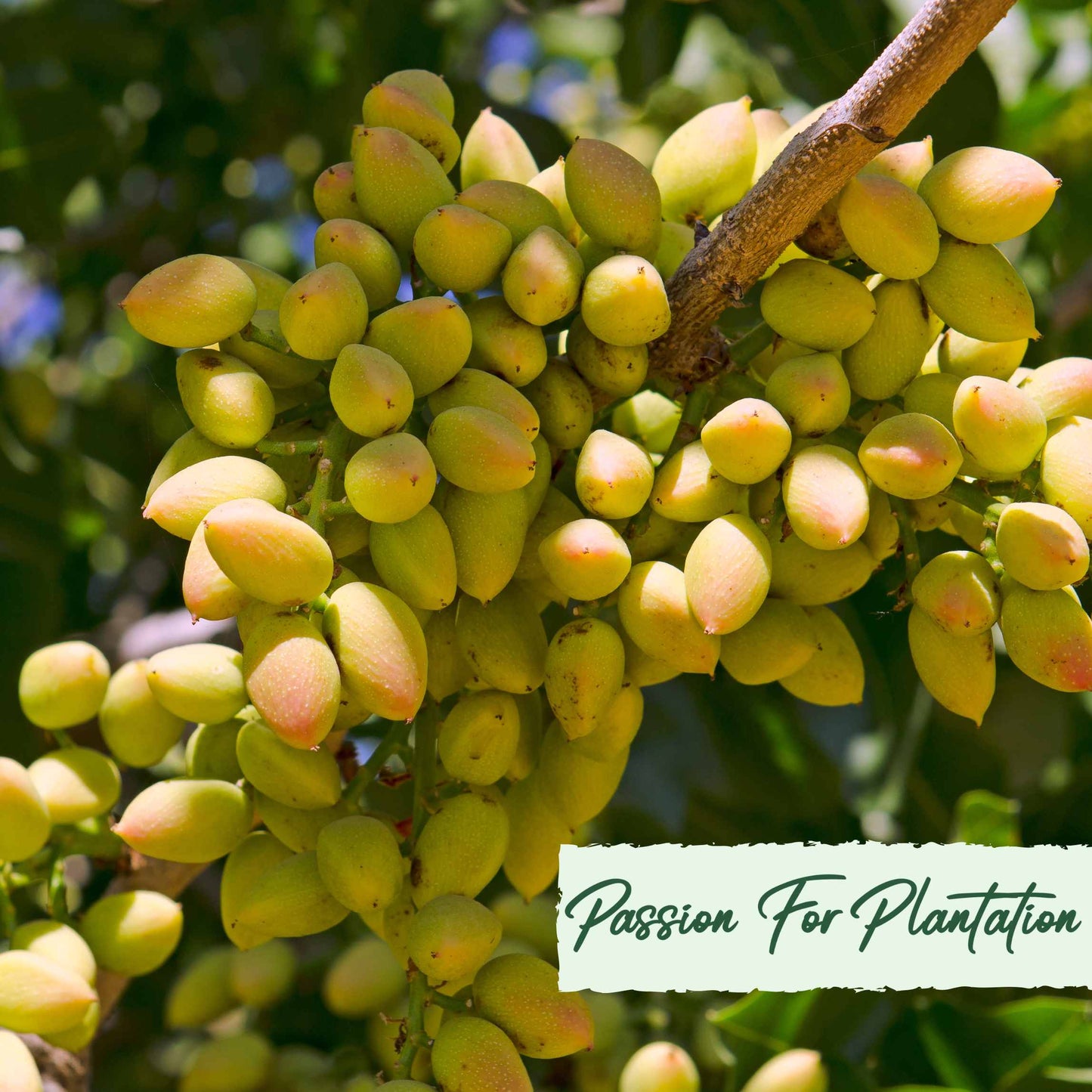 Organic Pistachio Tree Seeds, Non-GMO