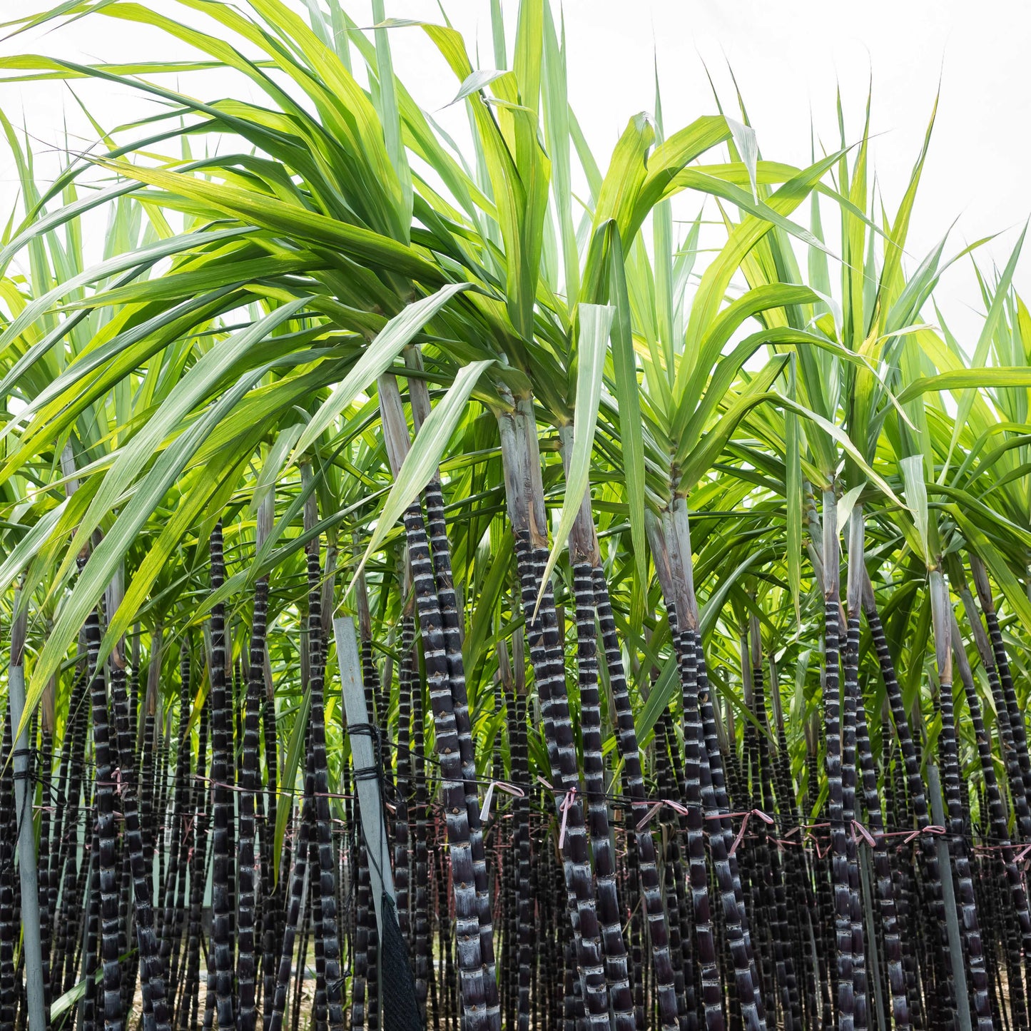 100Pcs Sugarcane (Saccharum officinarum) Seeds