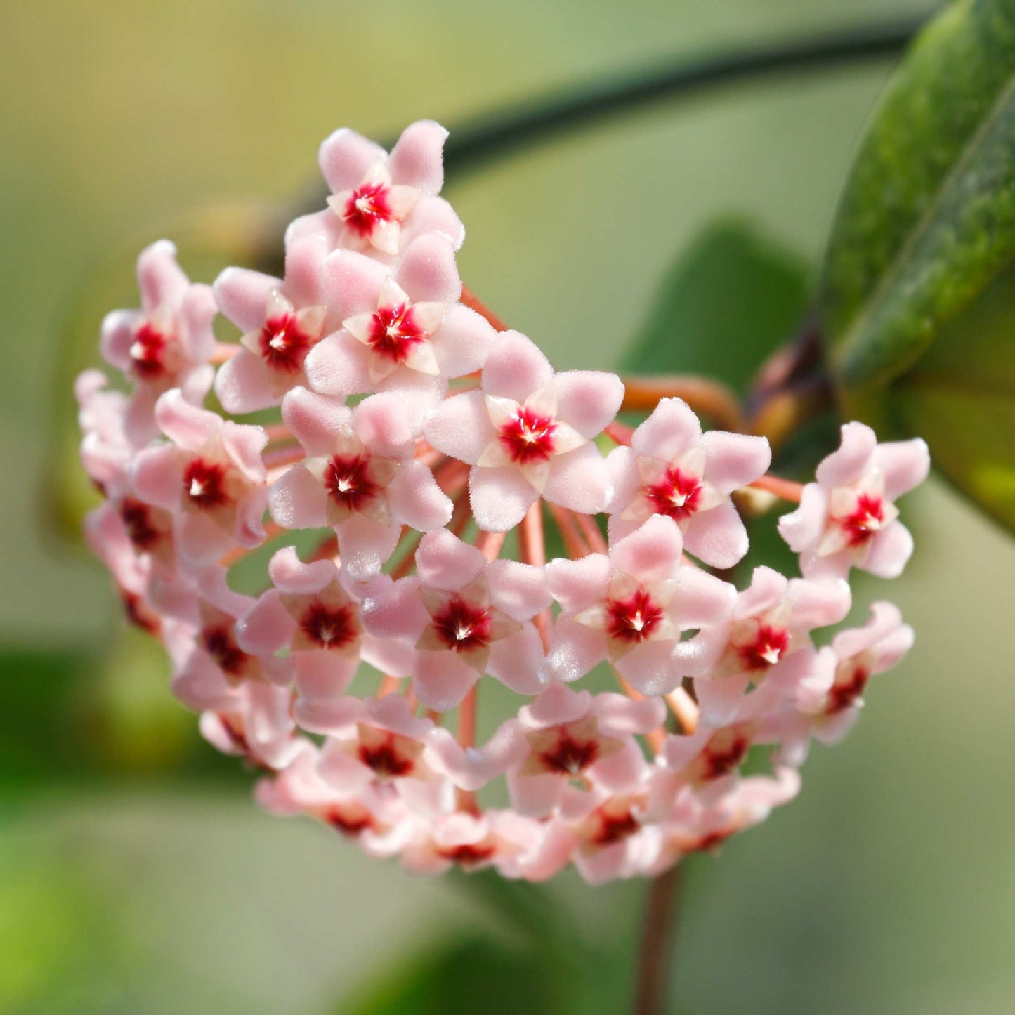 50Pcs Hoya Flower Seeds